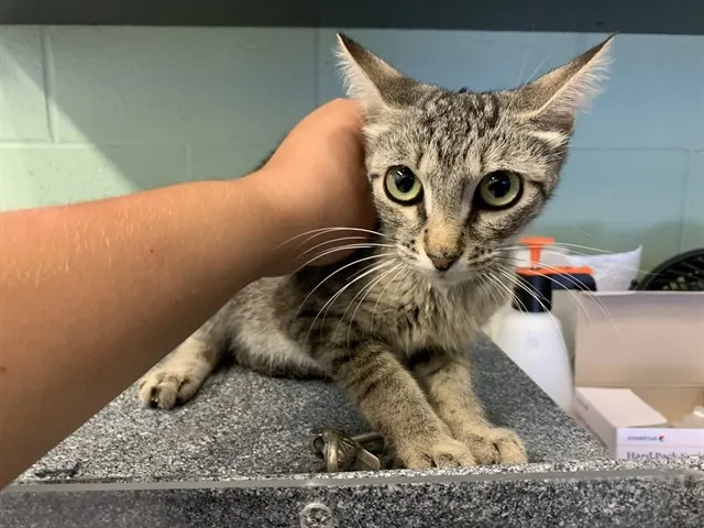 Felicia