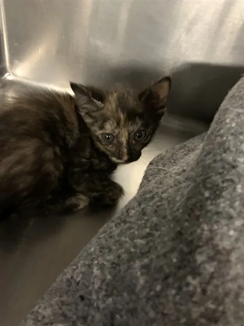 Adoptable Cat