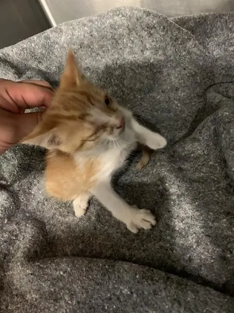 Adoptable Cat