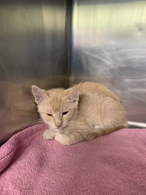 Adoptable Cat