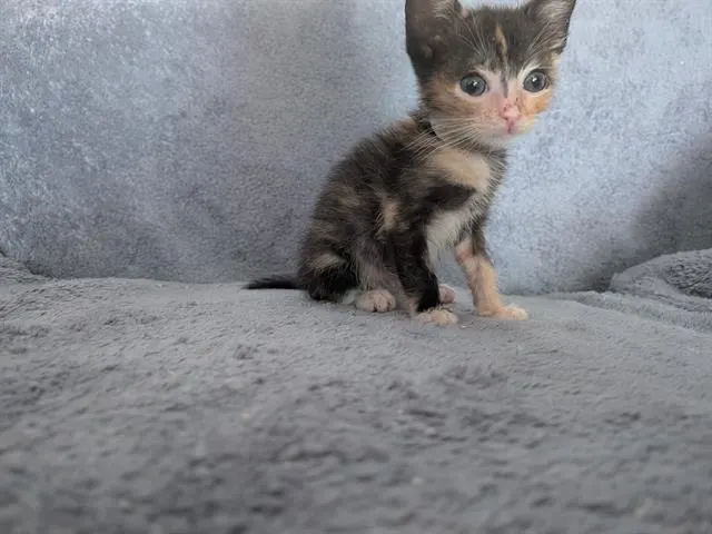 *Berlioz