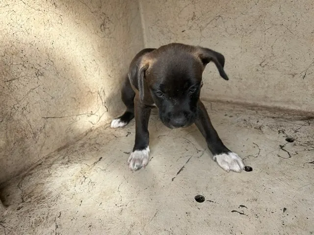 Adoptable Dog
