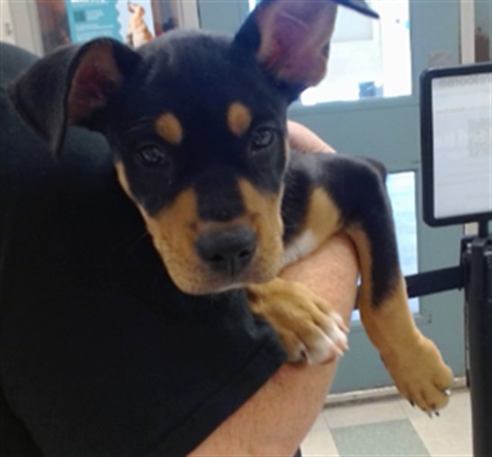 Adoptable Dog