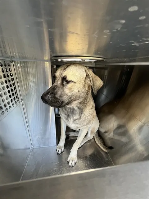 Adoptable Dog