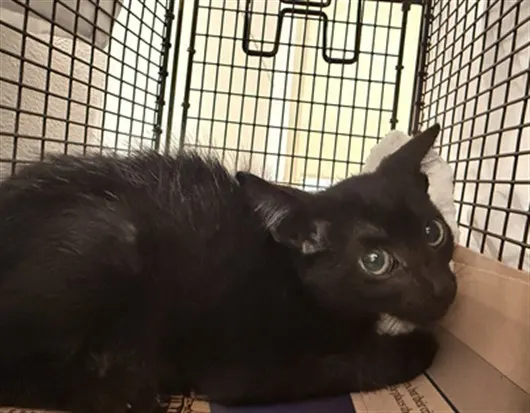 Adoptable Cat