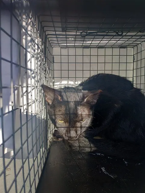 Adoptable Cat