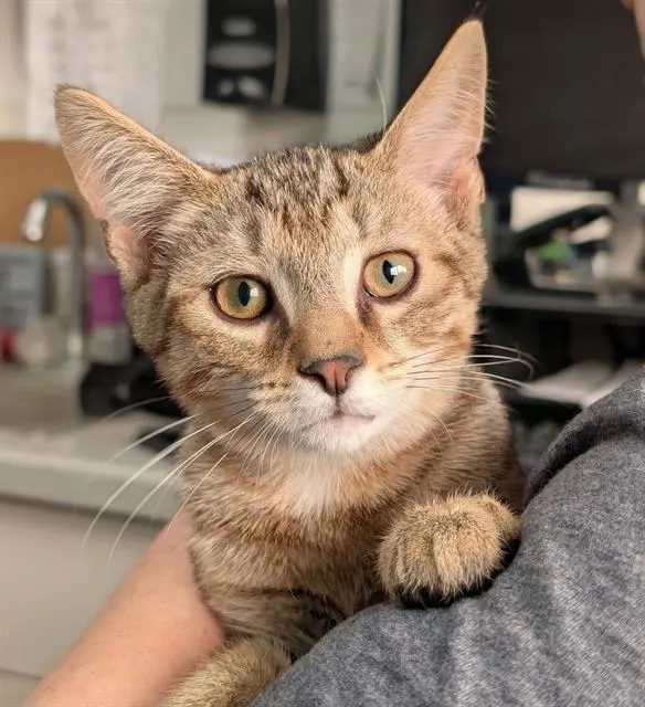 Marvin