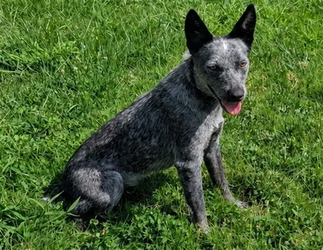*Bluebelle*
