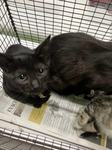 Adoptable Cat