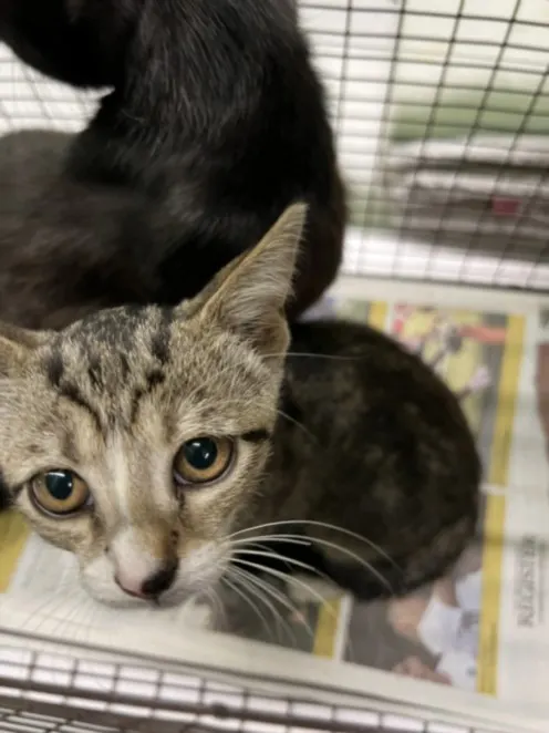 Adoptable Cat