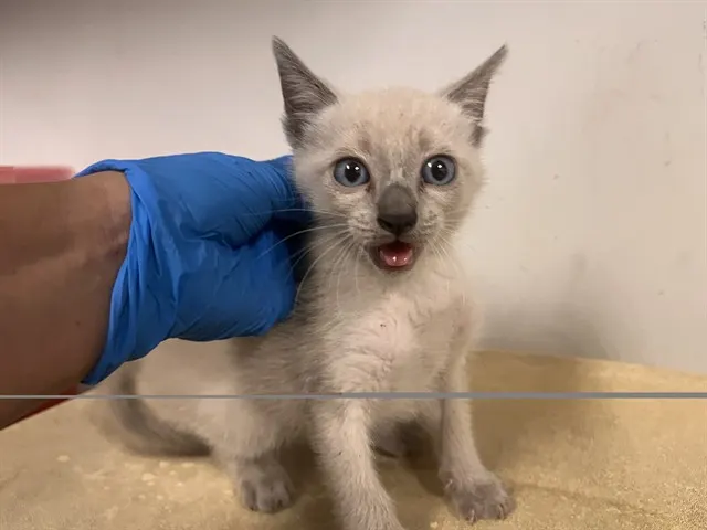 Adoptable Cat