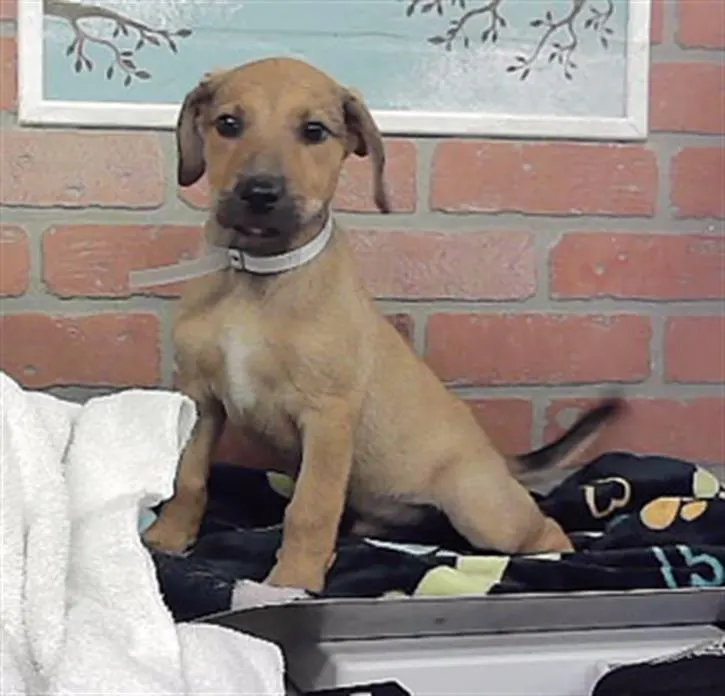 Adoptable Dog