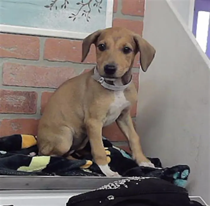 Adoptable Dog