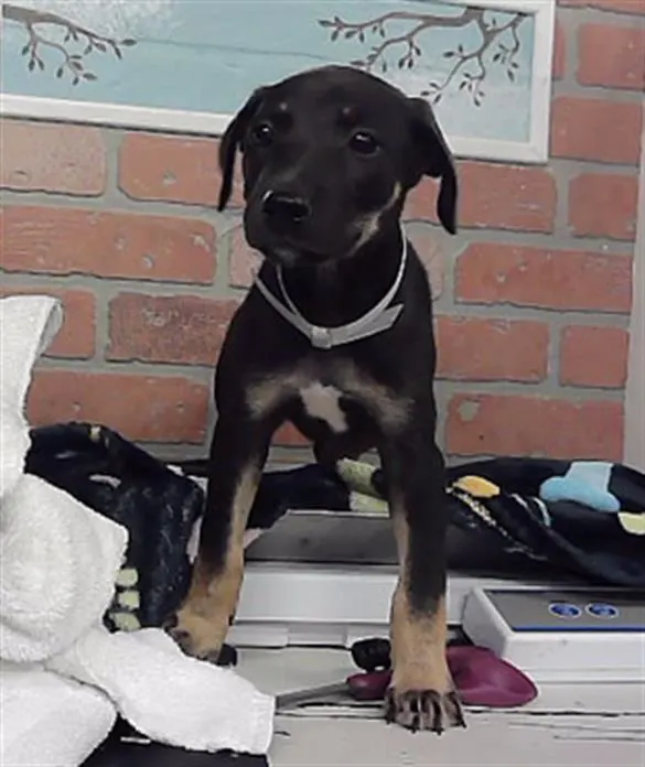Adoptable Dog