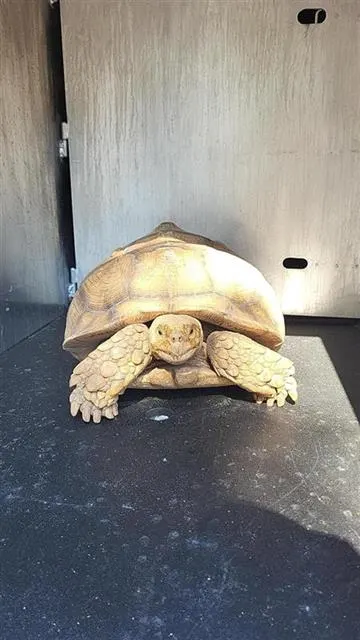 Koopa Troopa