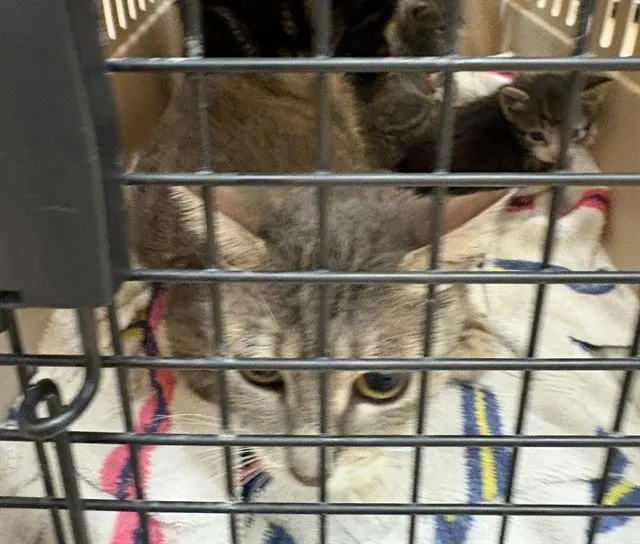 Adoptable Cat