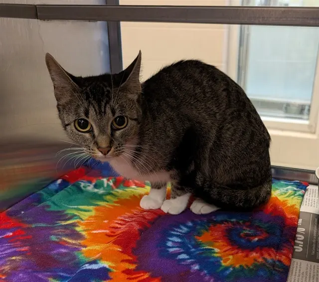 Adoptable Cat