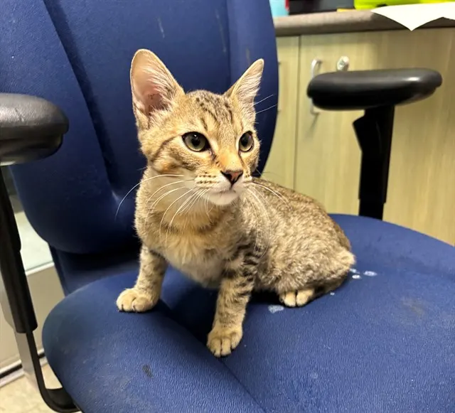 Adoptable Cat