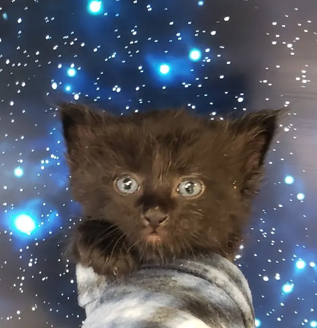 Gordo