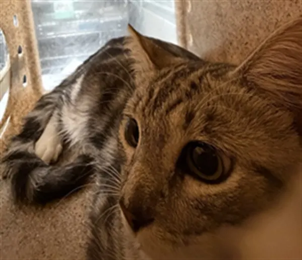 Adoptable Cat