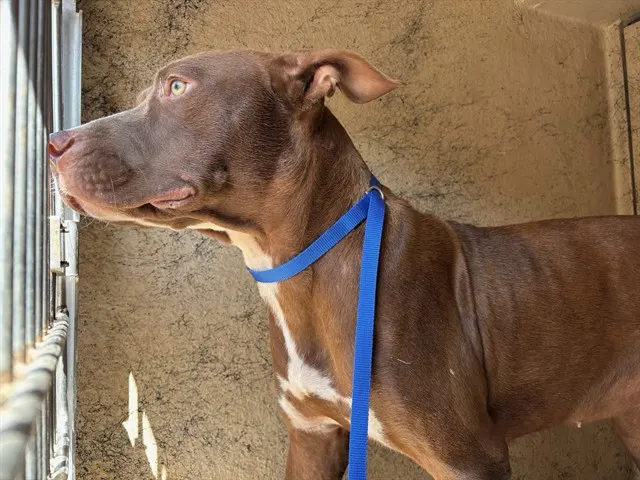 Adoptable Dog