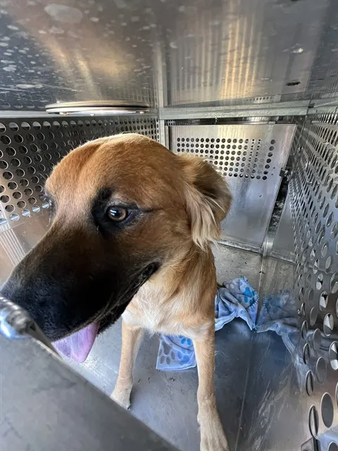 Adoptable Dog