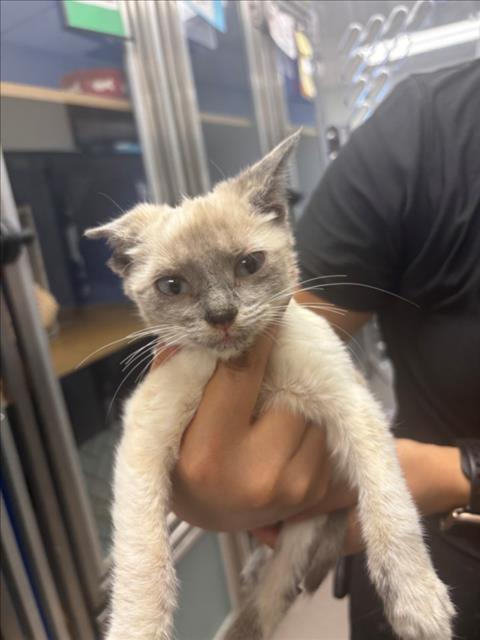 Adoptable Cat