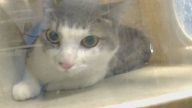 Snowball