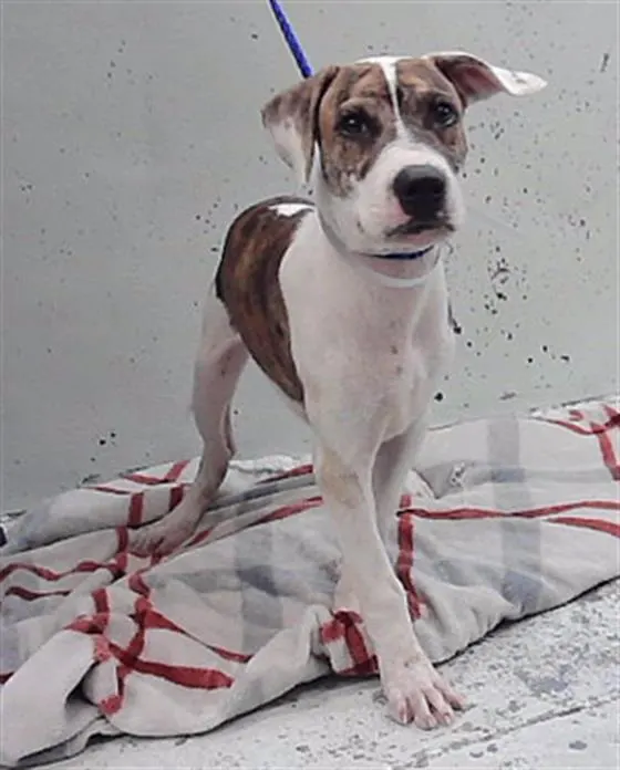 Adoptable Dog