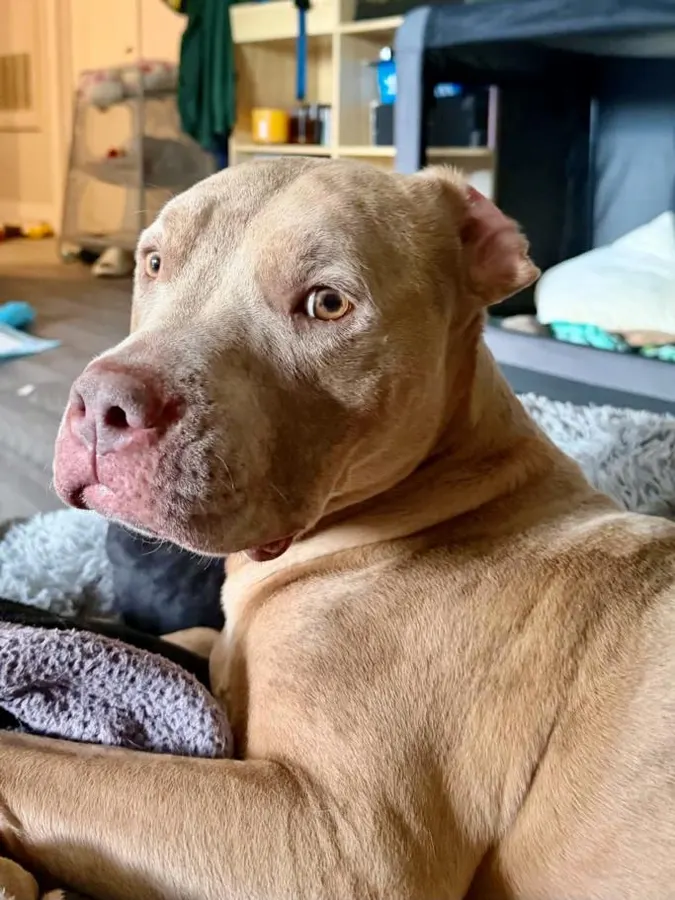 Princess Priscilla
