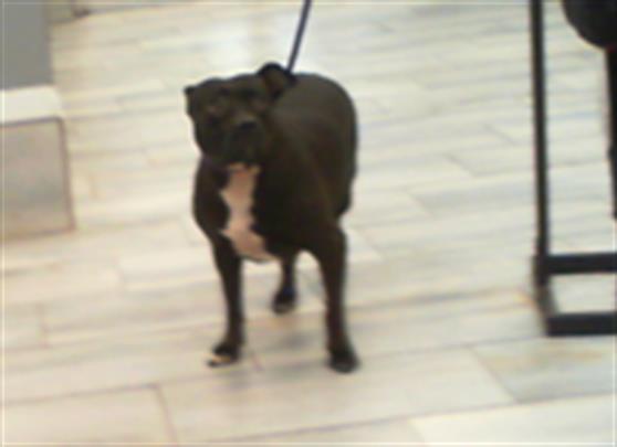 Adoptable Dog