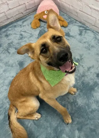 Canela