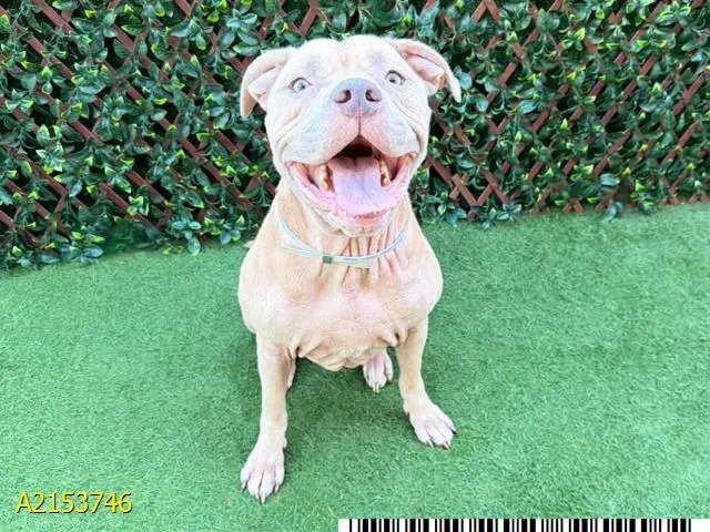 Maggie
