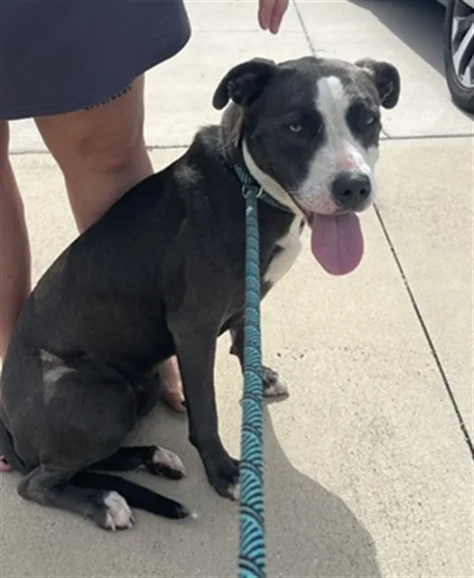 Adoptable Dog