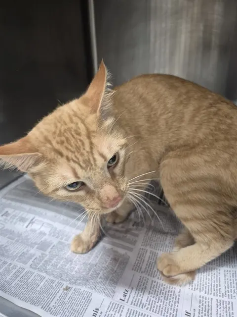 Adoptable Cat
