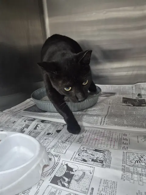 Adoptable Cat