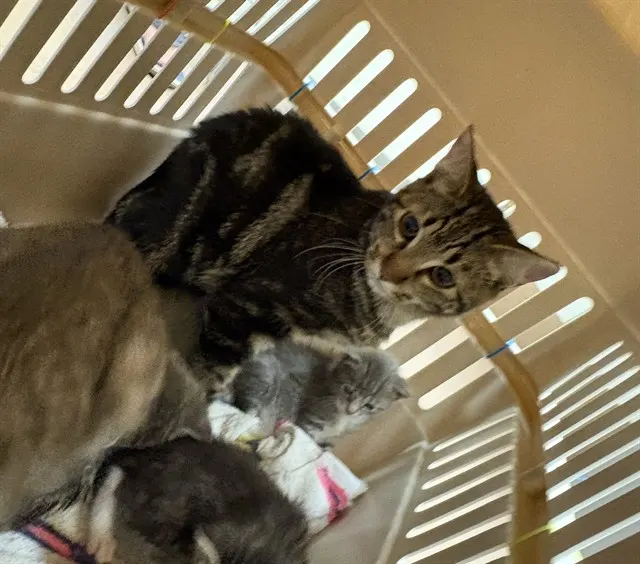Adoptable Cat