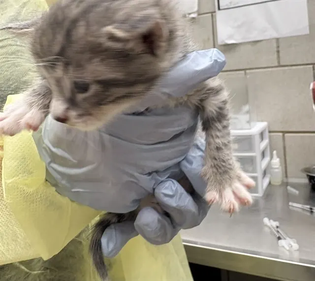 Adoptable Cat