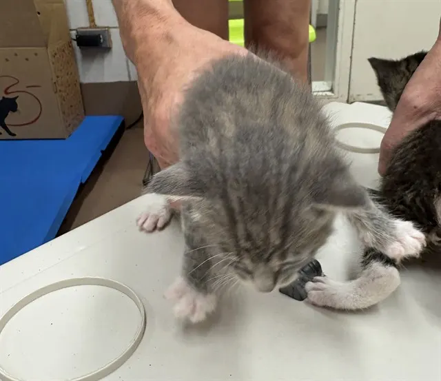 Adoptable Cat