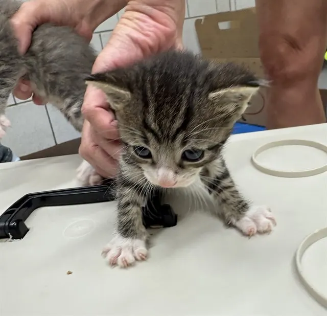 Adoptable Cat