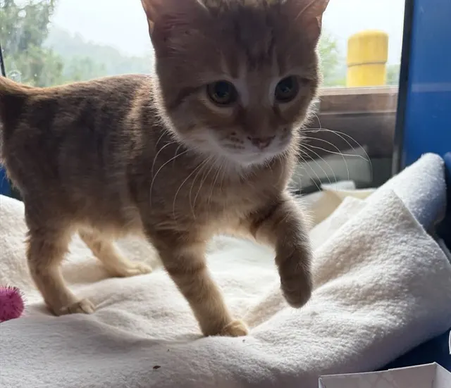 Buttercup