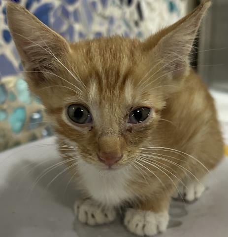 Georgie