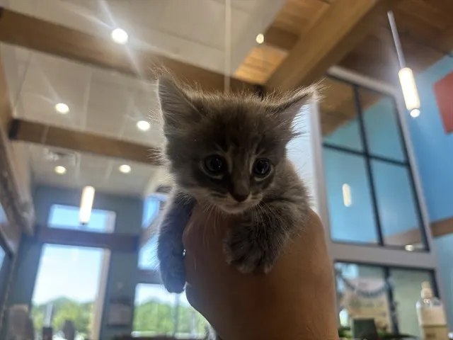 Floof