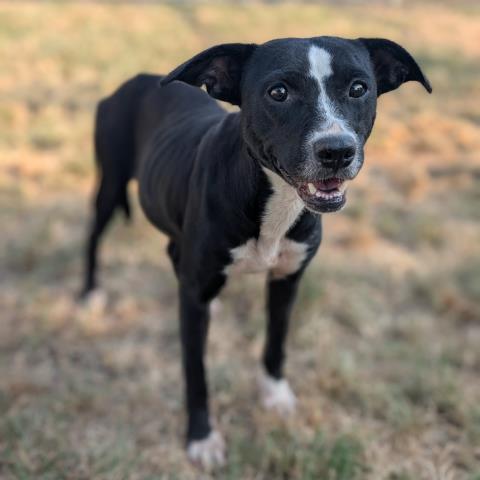 Adoptable Dog