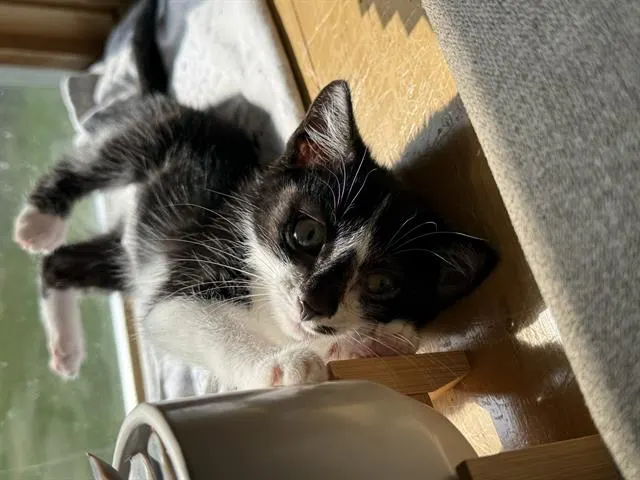 Cindy-In Foster