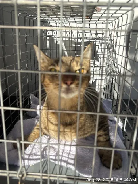 Adoptable Cat