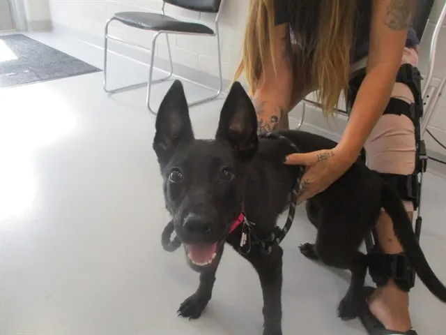 Adoptable Dog