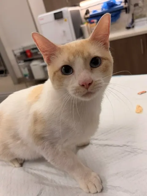 Parmesan
