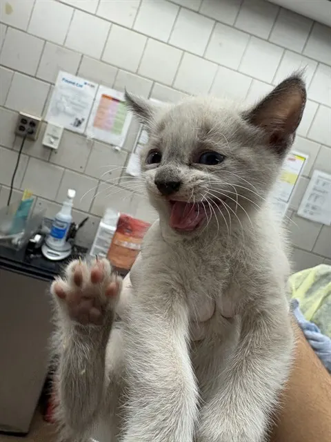 Adoptable Cat