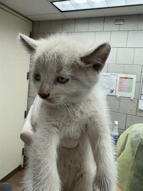 Adoptable Cat